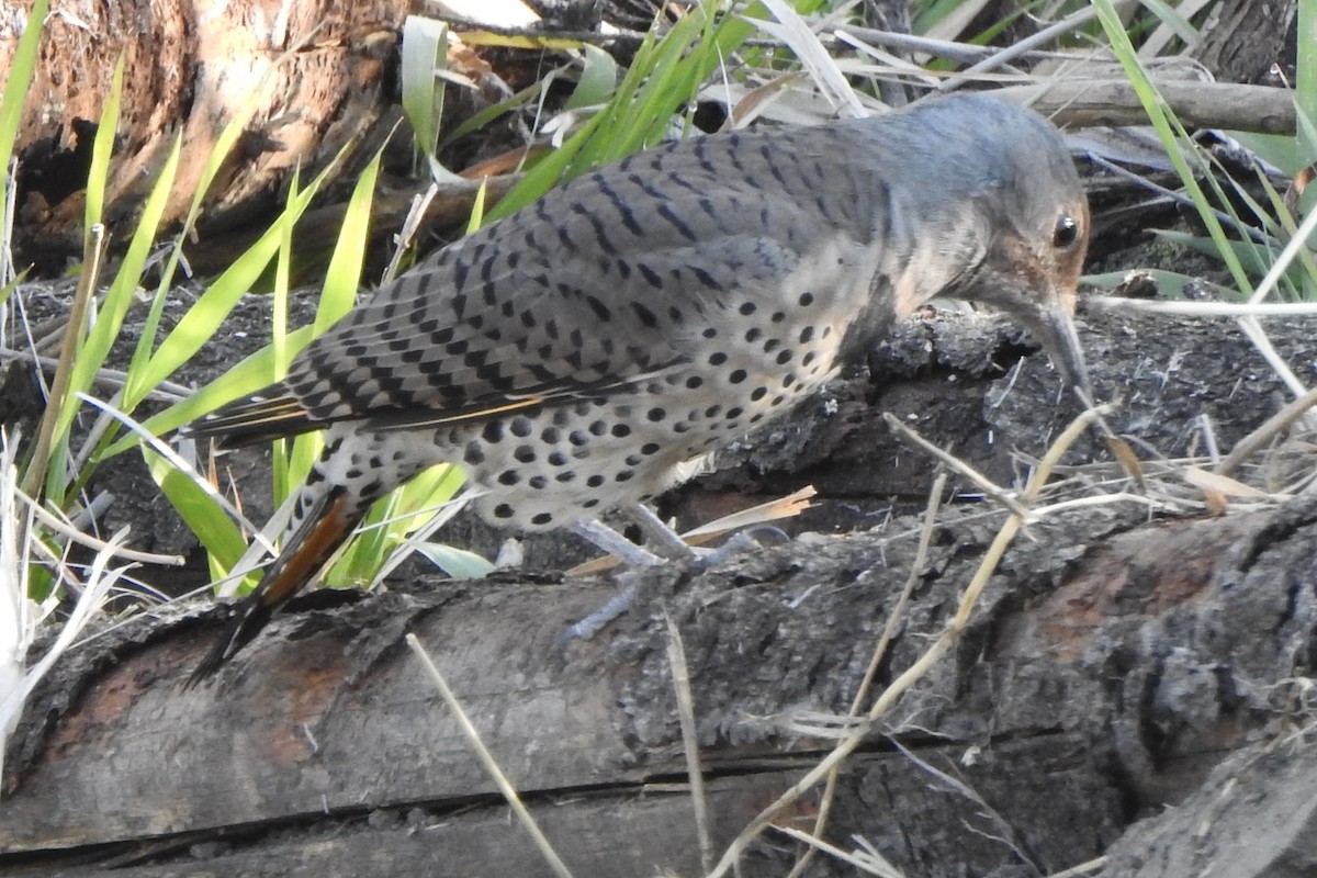 Northern Flicker - ML641130373
