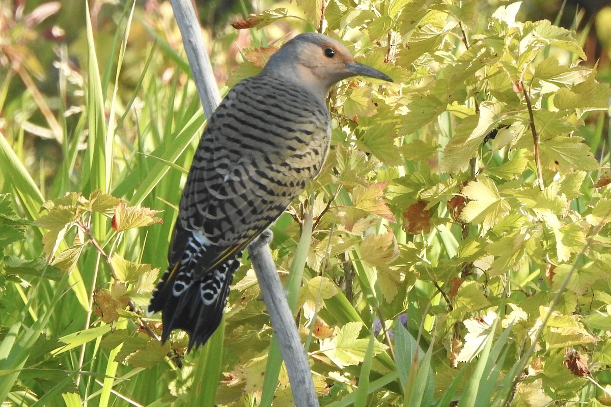 Northern Flicker - ML641130374