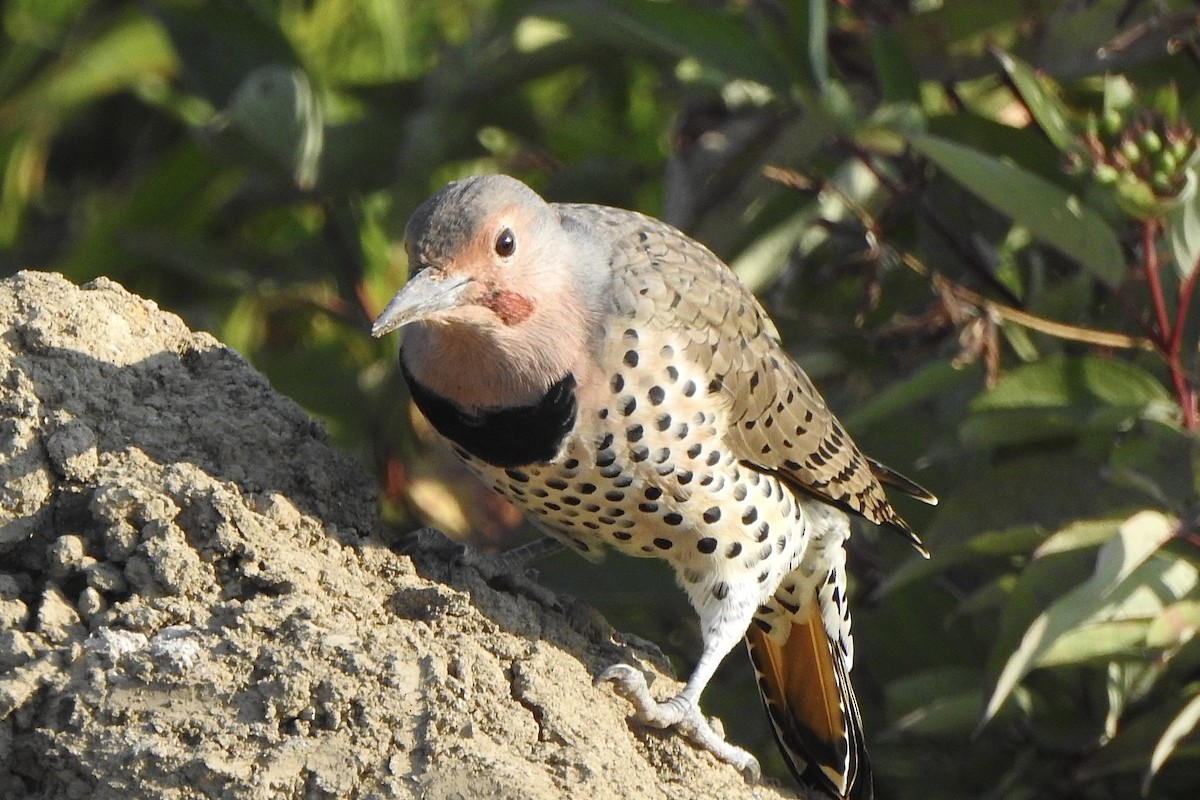 Northern Flicker - ML641130375