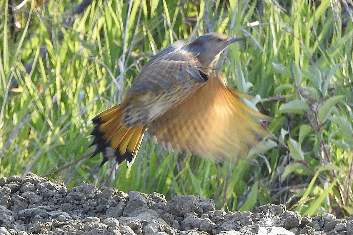 Northern Flicker - ML641130376