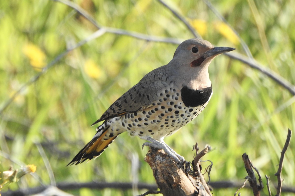 Northern Flicker - ML641130377