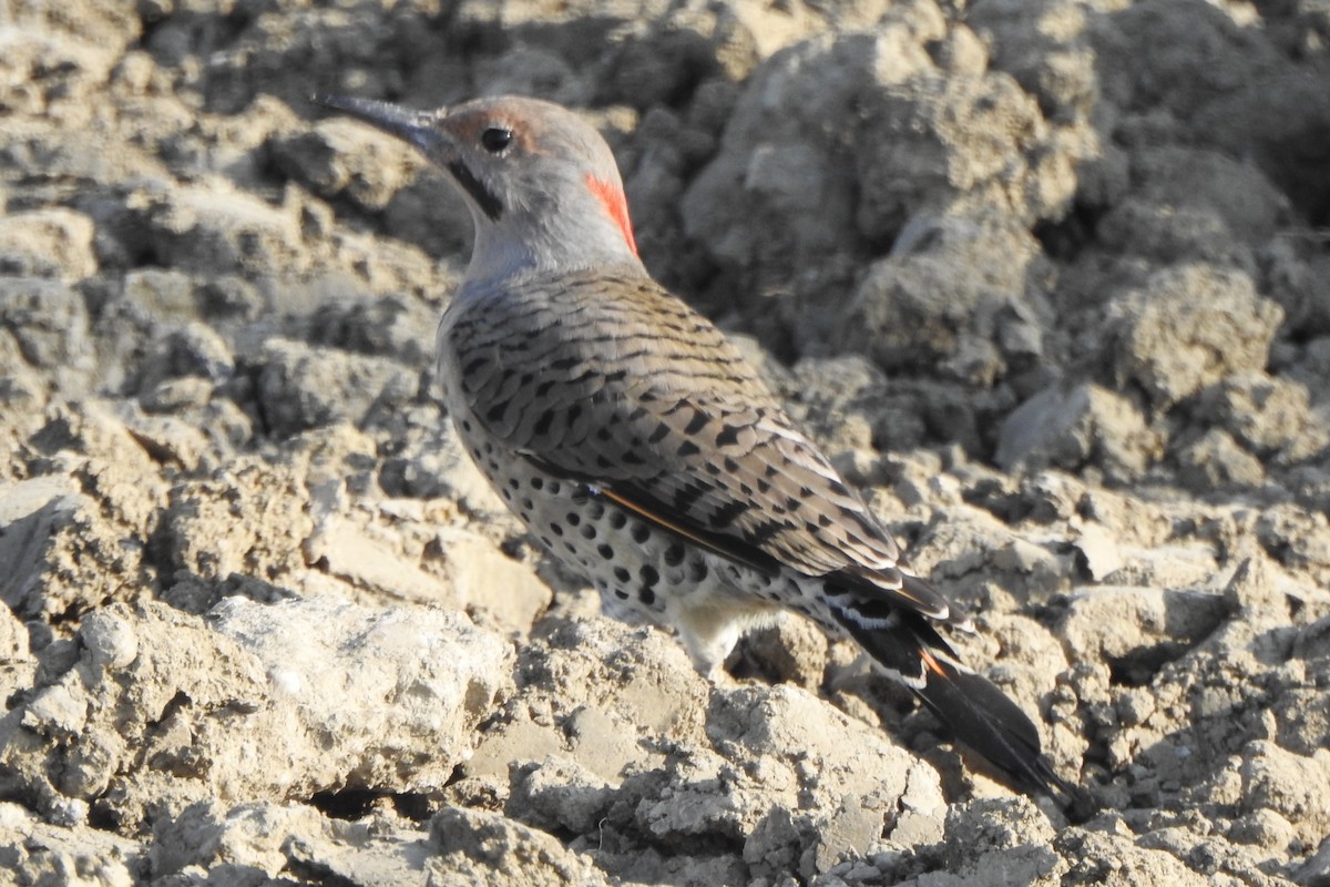 Northern Flicker - ML641130378