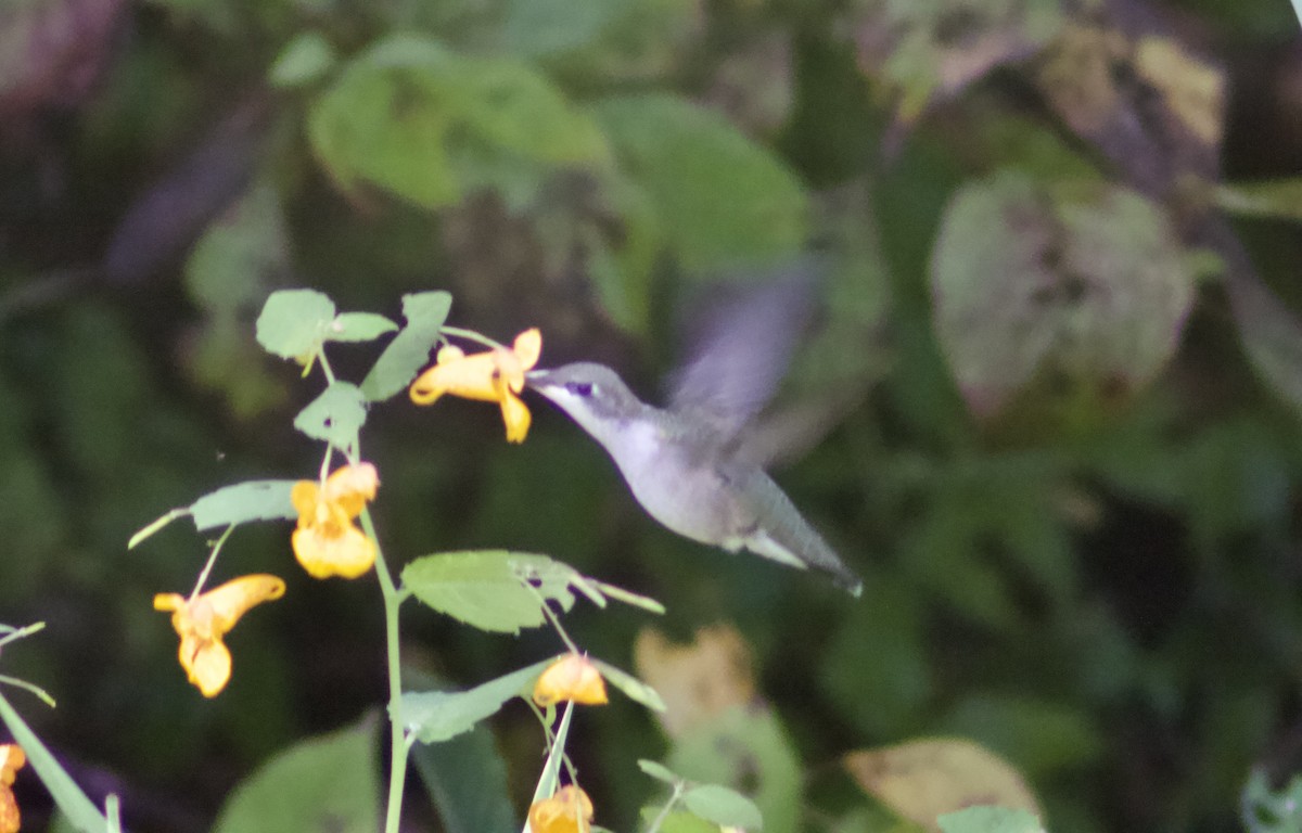 Yakut Boğazlı Kolibri - ML641130384