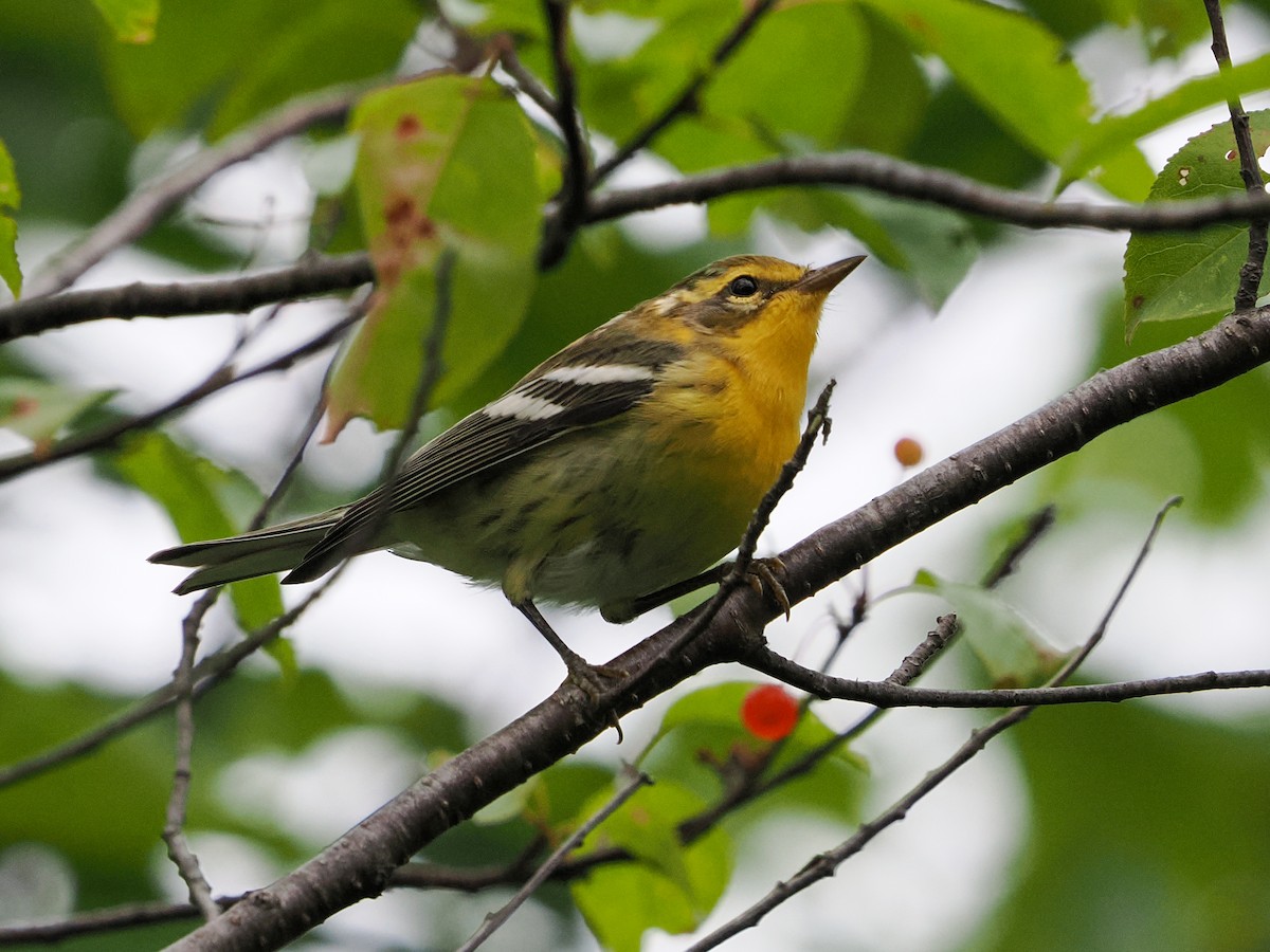 Blackburnian Warbler - ML641130387