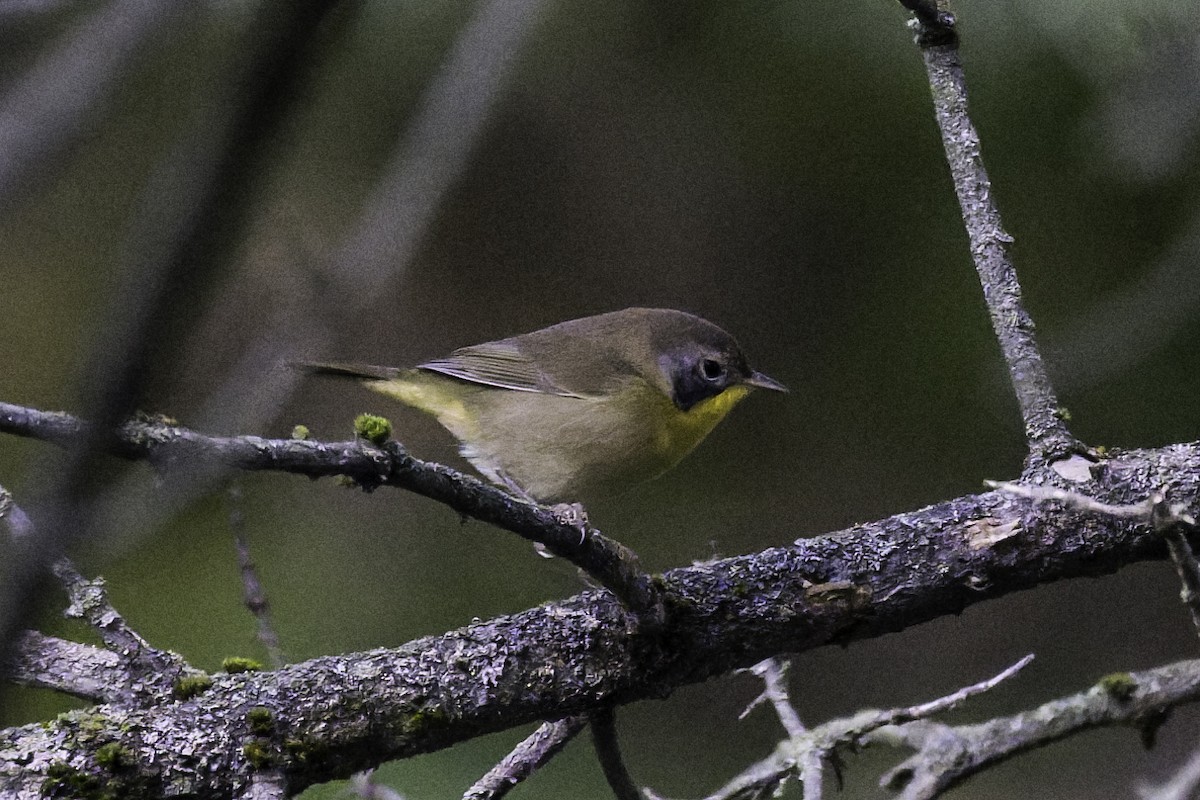 Common Yellowthroat - ML641130390