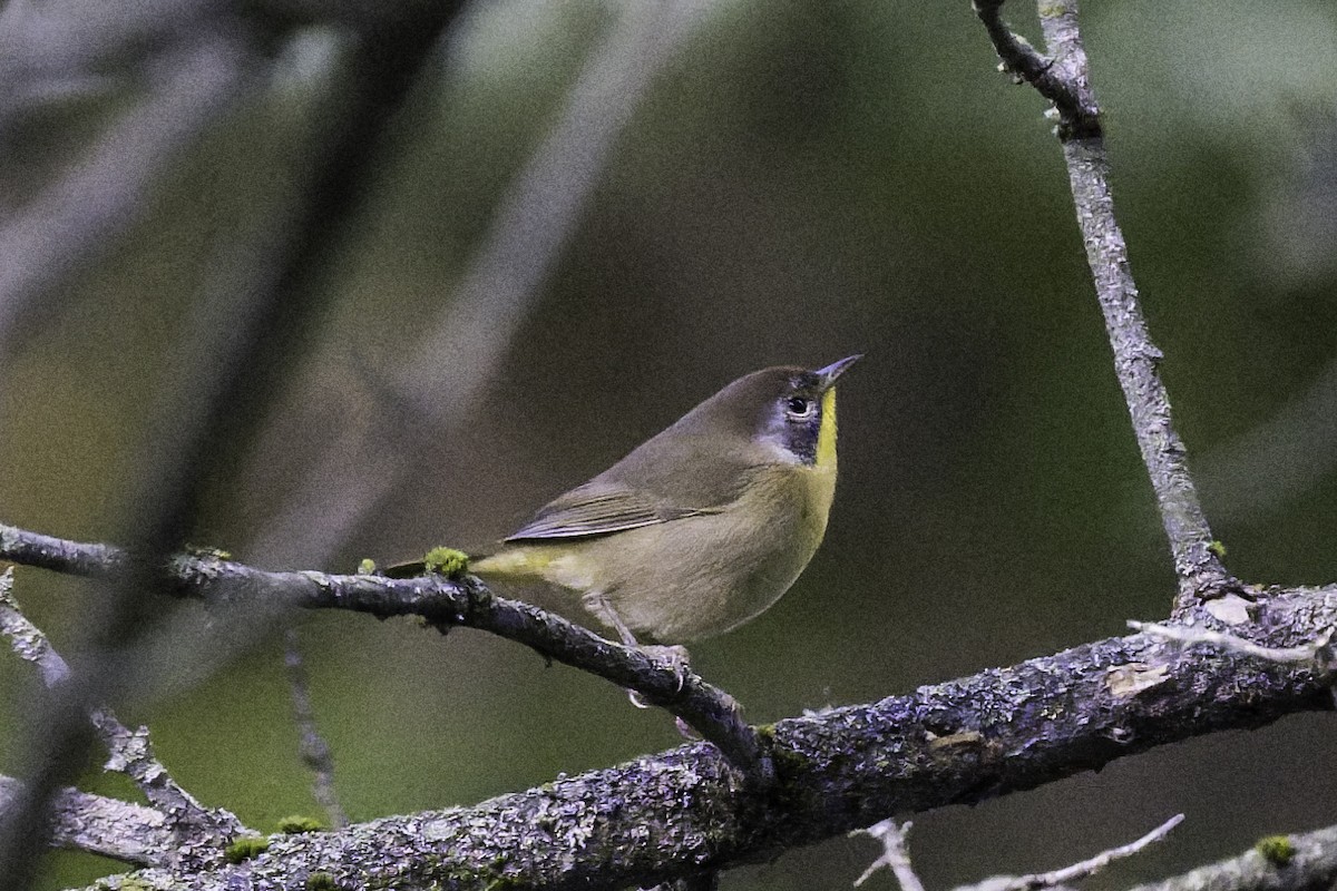 Common Yellowthroat - ML641130391