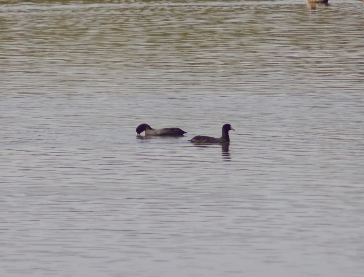 American Coot - ML641130392