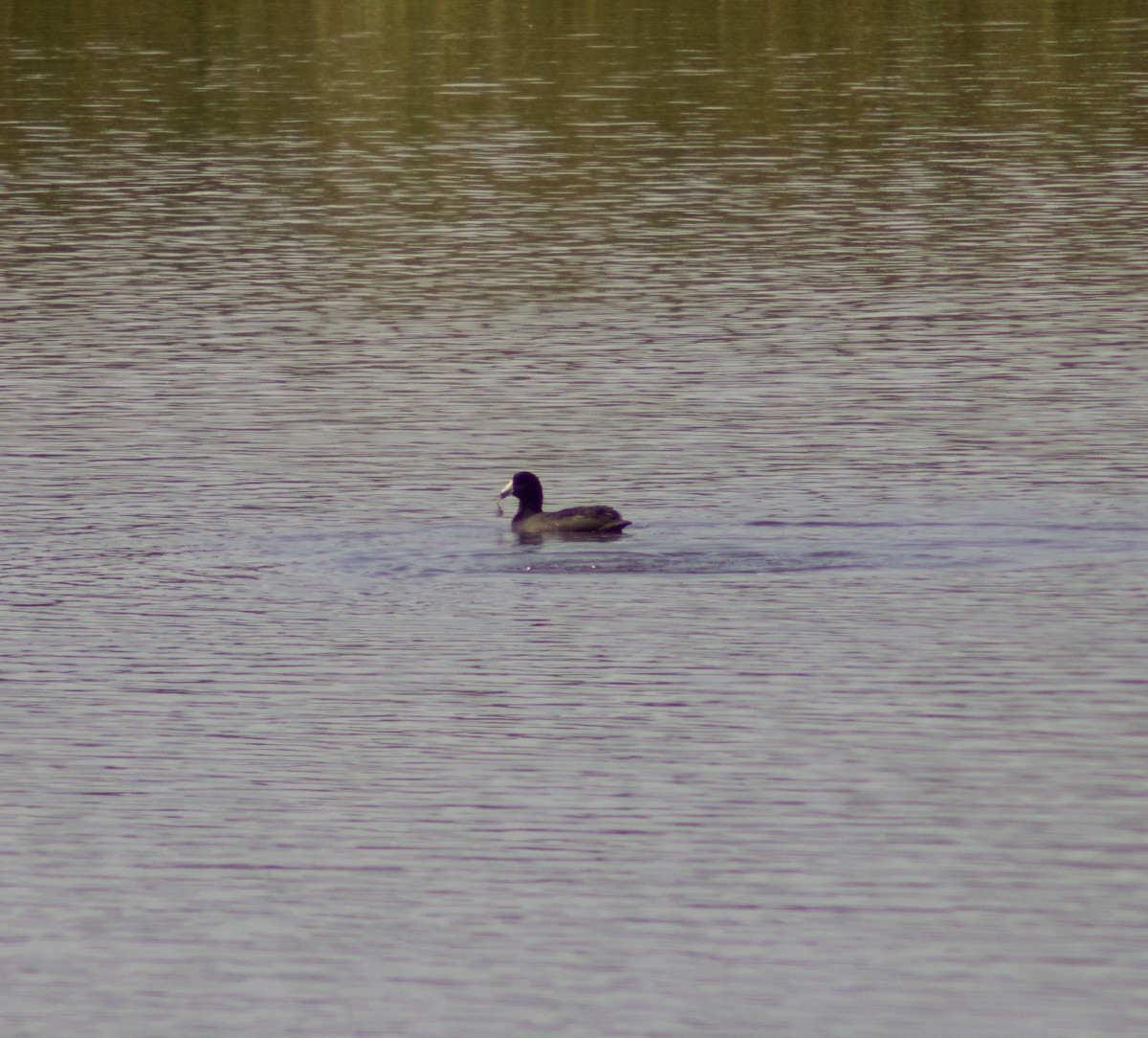 American Coot - ML641130393