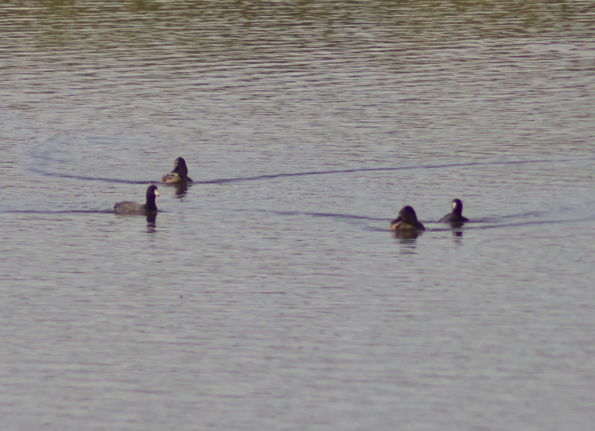 American Coot - ML641130394