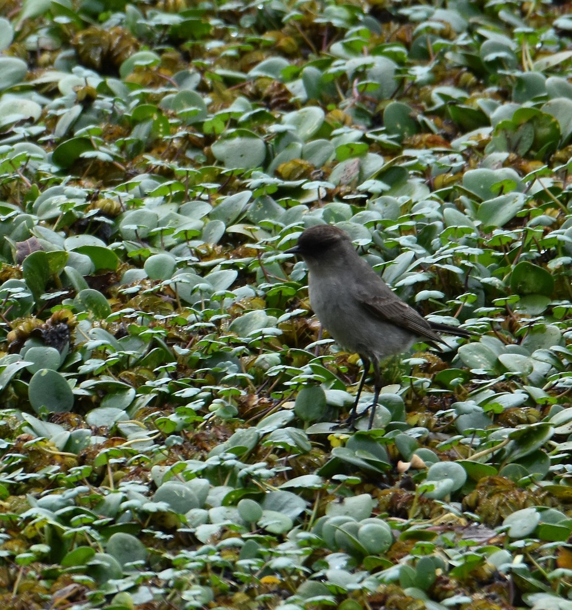 Dark-faced Ground-Tyrant - ML641130396
