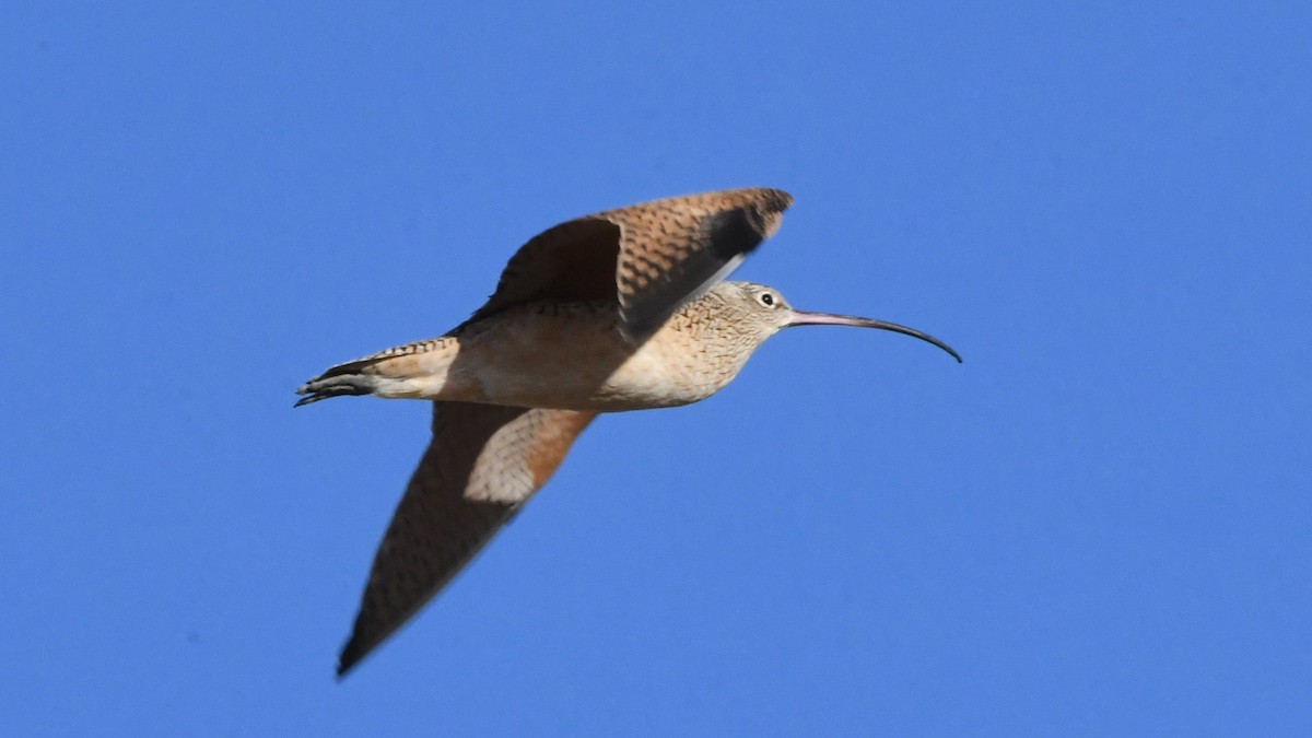 koliha americká - ML641130408