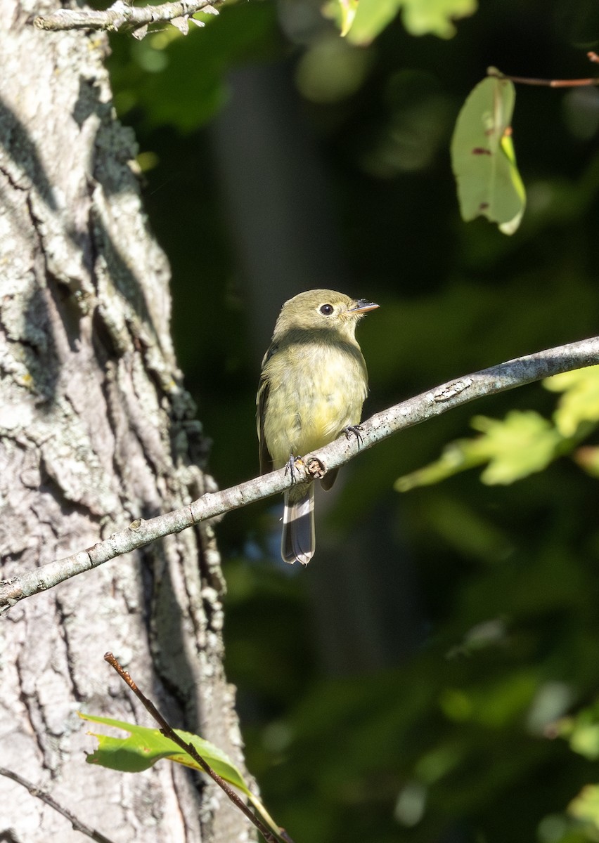 Yellow-bellied Flycatcher - ML641130409