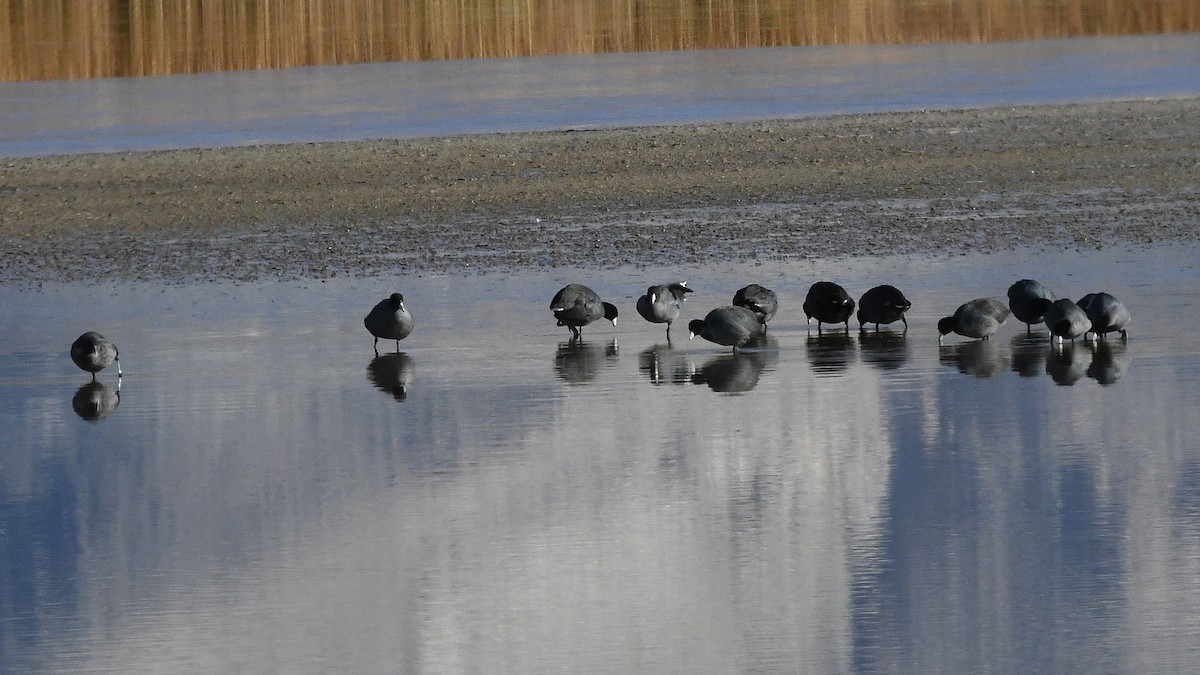 American Coot - ML641130438