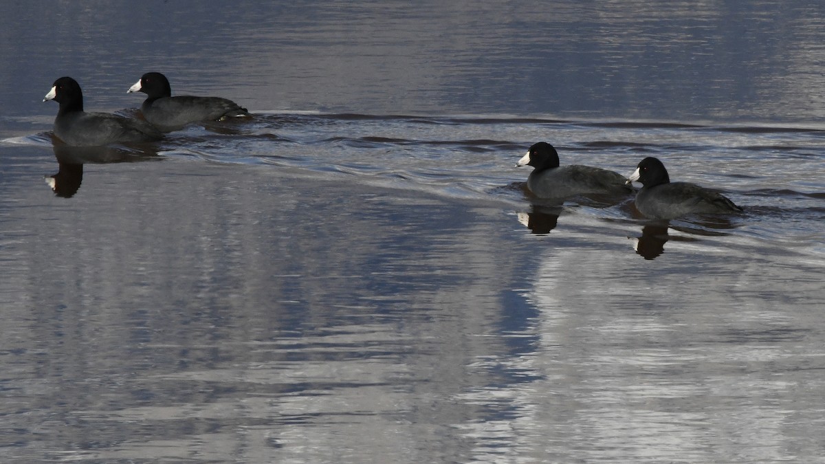 American Coot - ML641130439