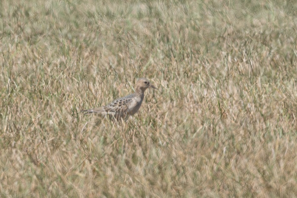 Buff-breasted Sandpiper - ML641130442