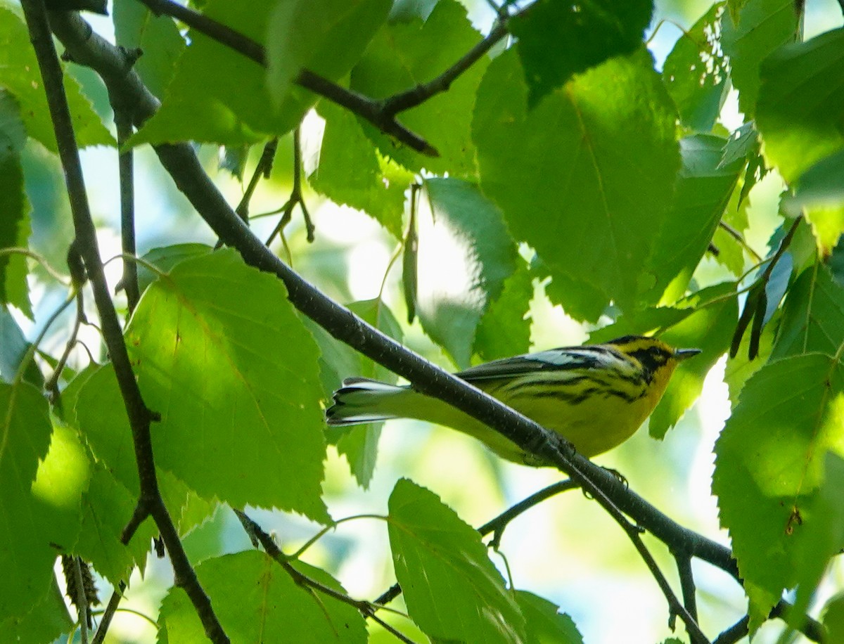 Blackburnian Warbler - ML641130455