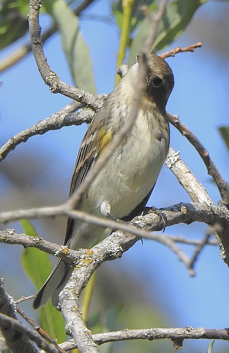 Yellow-rumped Warbler - ML641130487