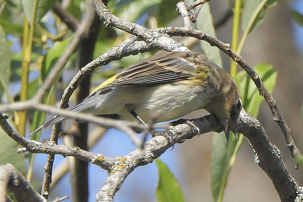 Yellow-rumped Warbler - ML641130488