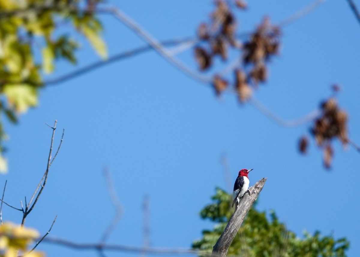 Red-headed Woodpecker - ML641130492