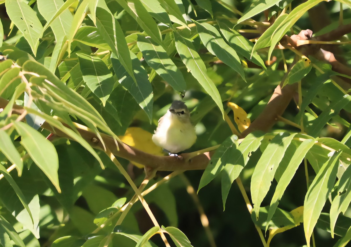Philadelphia Vireo - ML641130513