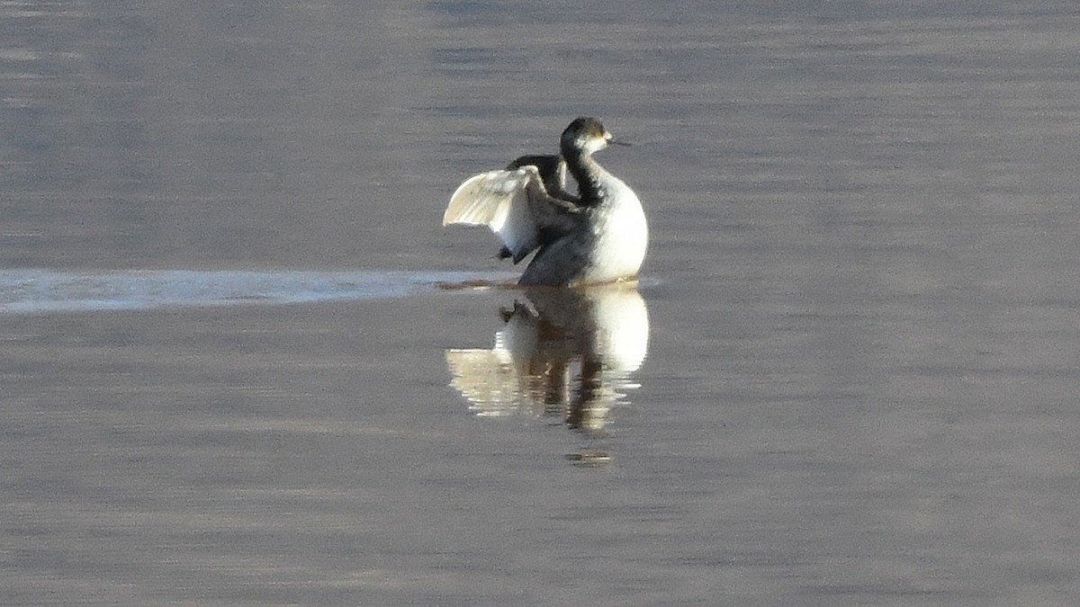 Eared Grebe - ML641130526