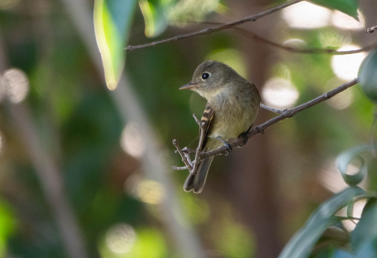 Western Flycatcher - ML641130528