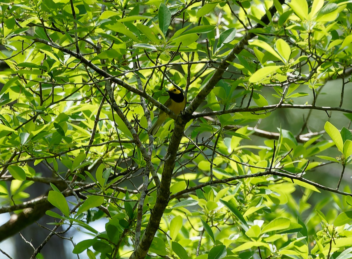 Hooded Warbler - ML641130539