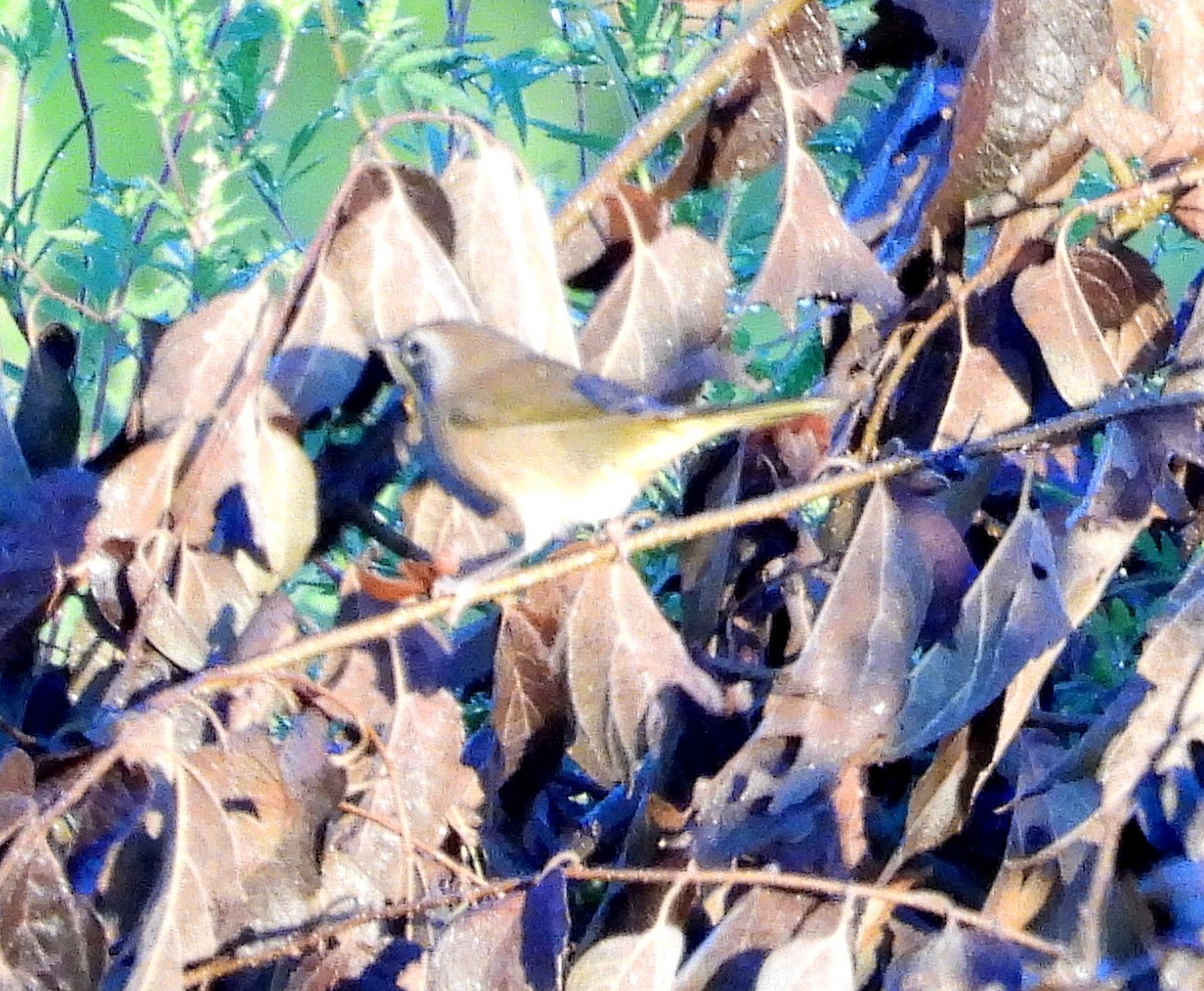 Common Yellowthroat - ML641130544