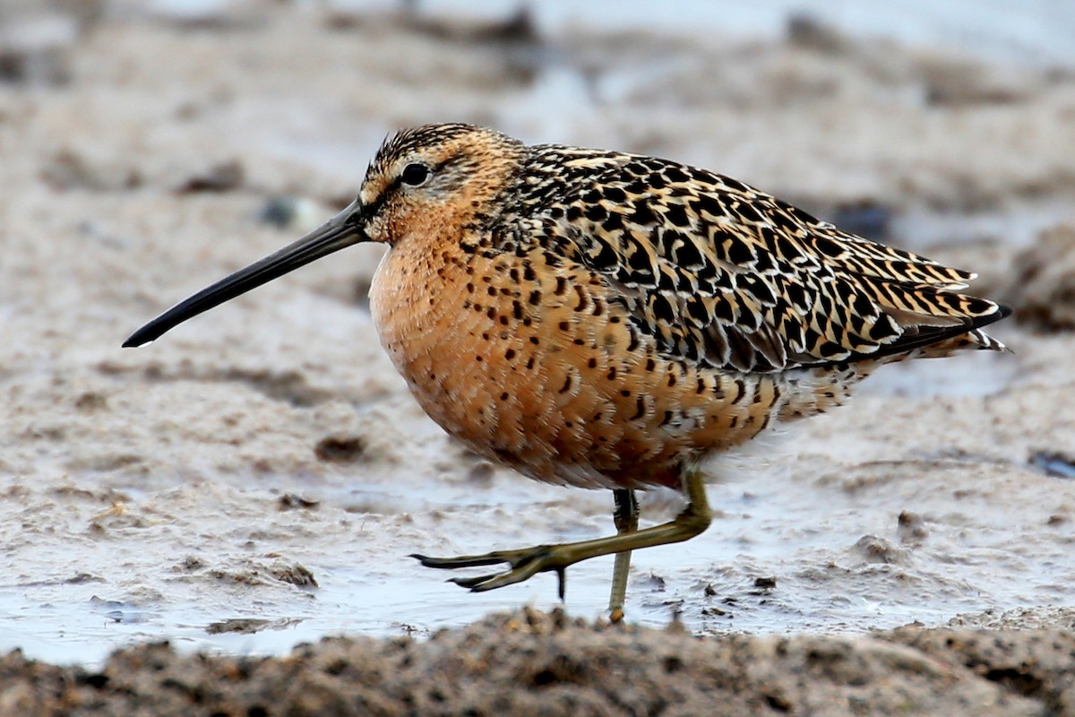 Short-billed Dowitcher - ML641130555