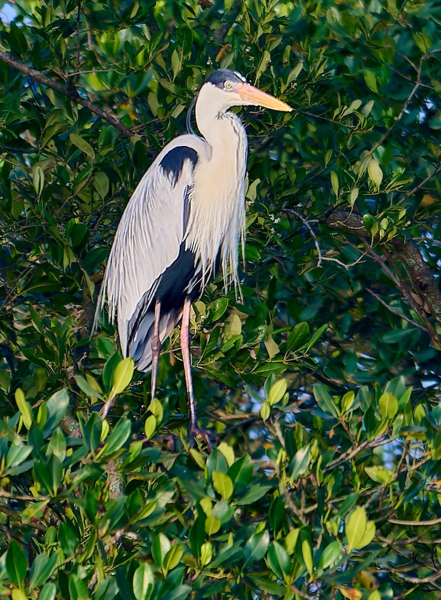 Cocoi Heron - ML641130570