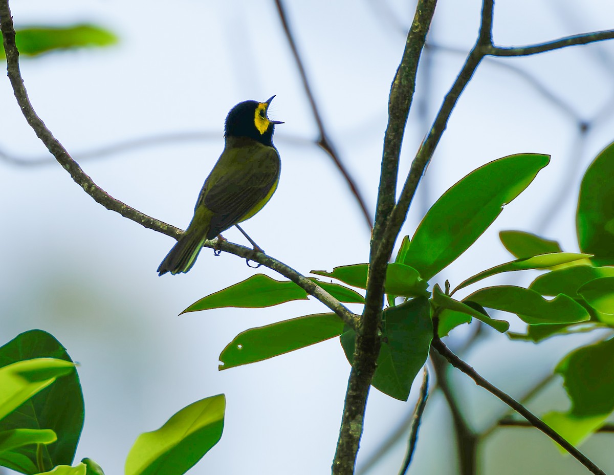 Hooded Warbler - ML641130583
