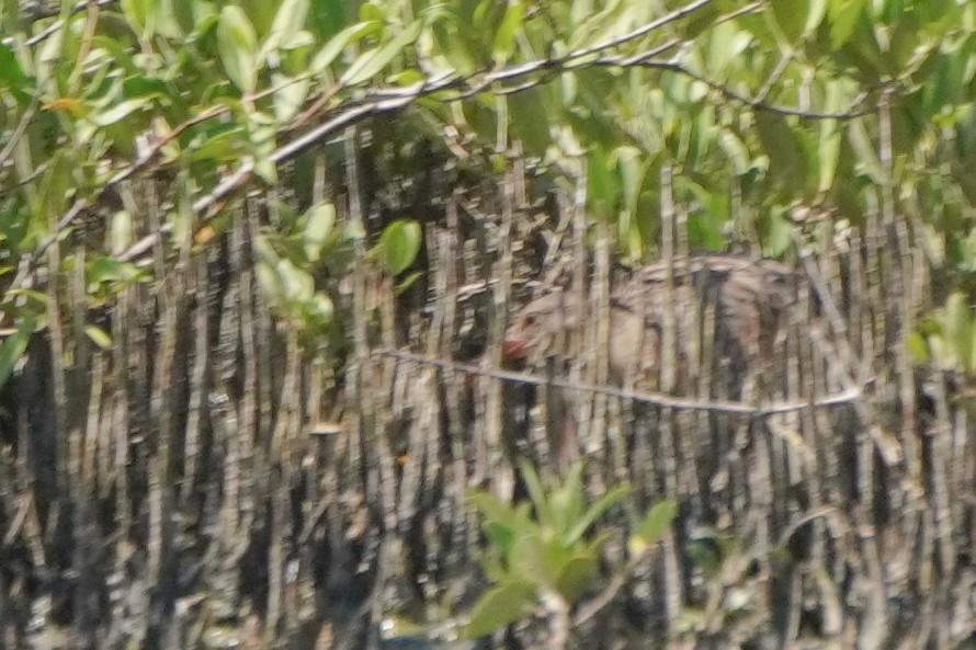 Râle gris - ML641130585