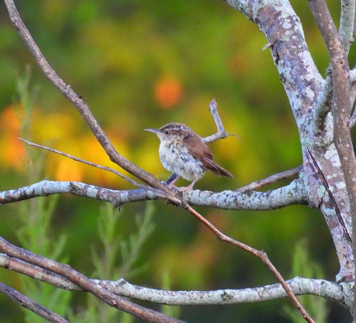 Carolina Wren - ML641130587