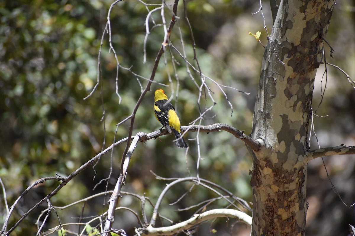Western Tanager - ML641130593