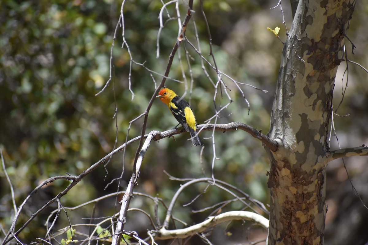 Western Tanager - ML641130594