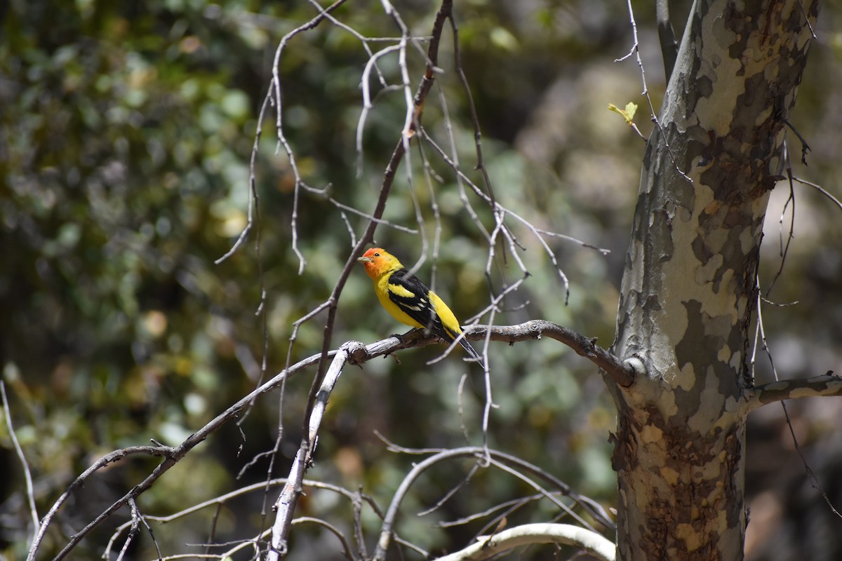 Western Tanager - ML641130597