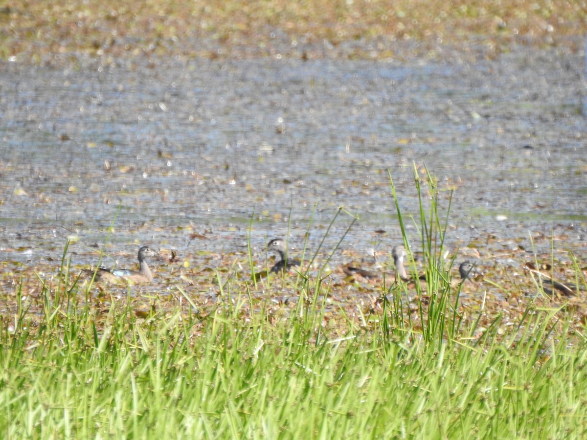 Wood Duck - ML641130605