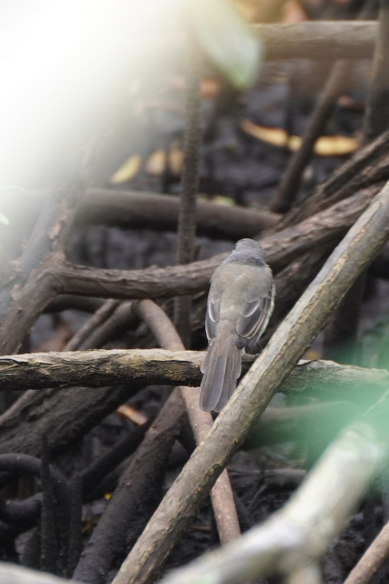 Panama Flycatcher - ML641130653