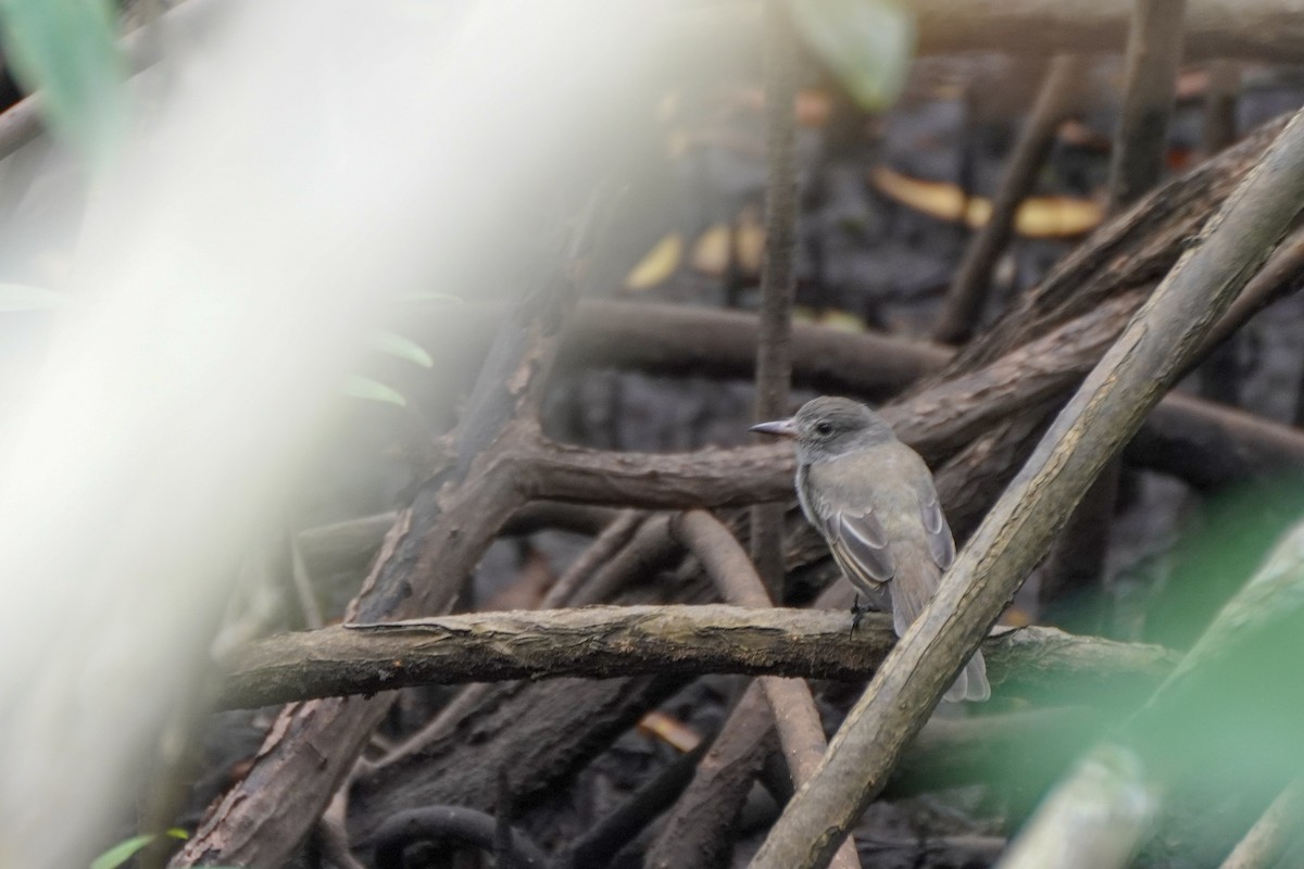 Panama Flycatcher - ML641130654