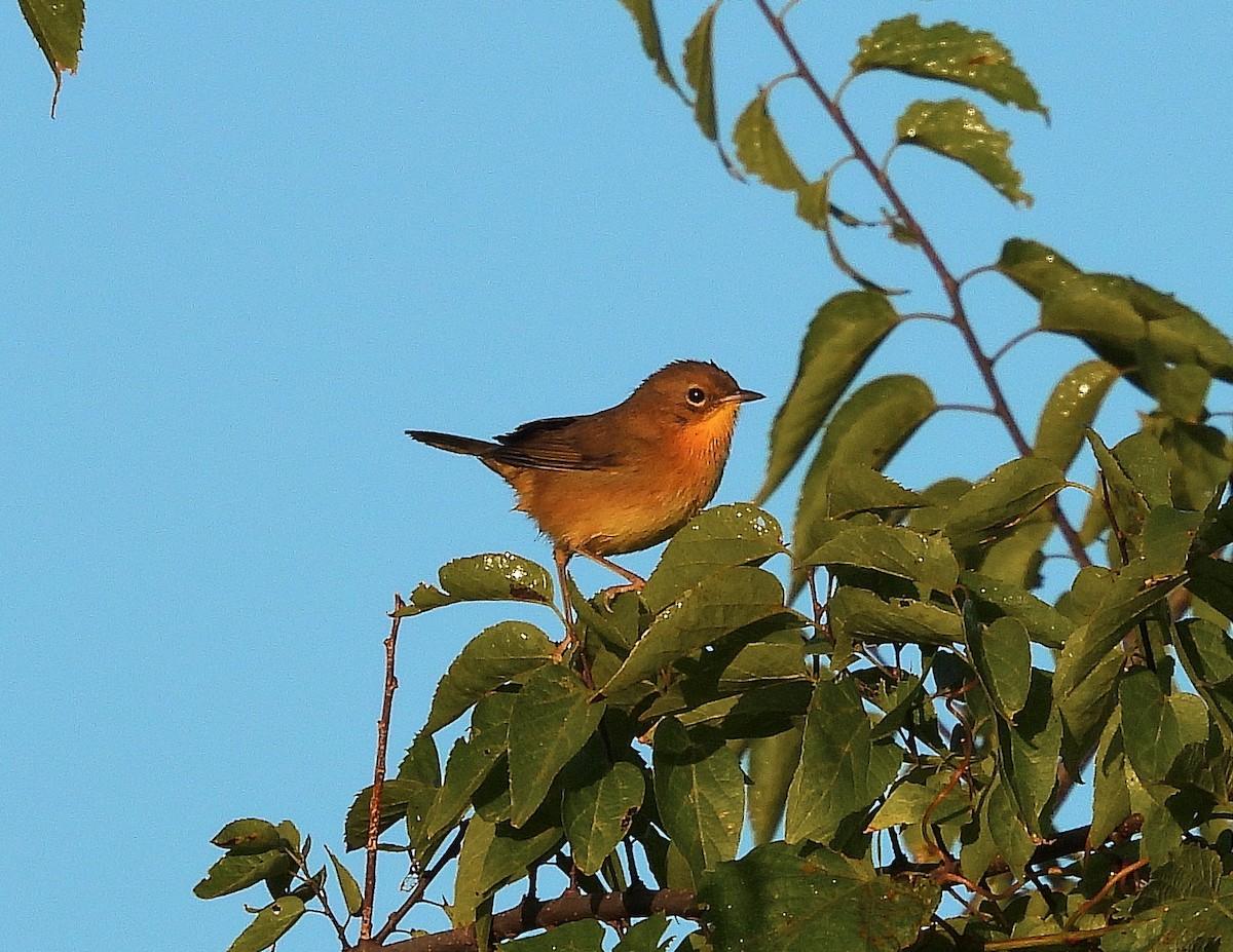 Common Yellowthroat - ML641130676