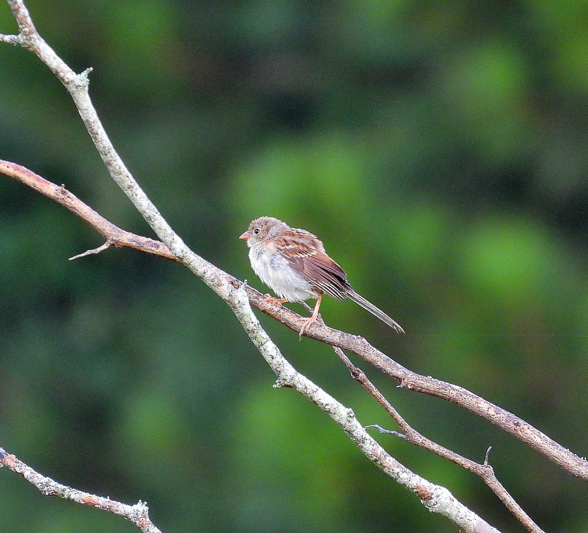 Field Sparrow - ML641130685