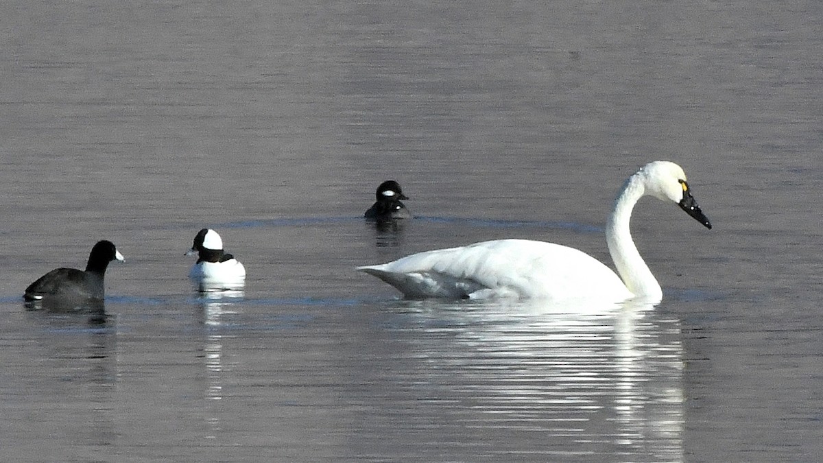 Bufflehead - ML641130687