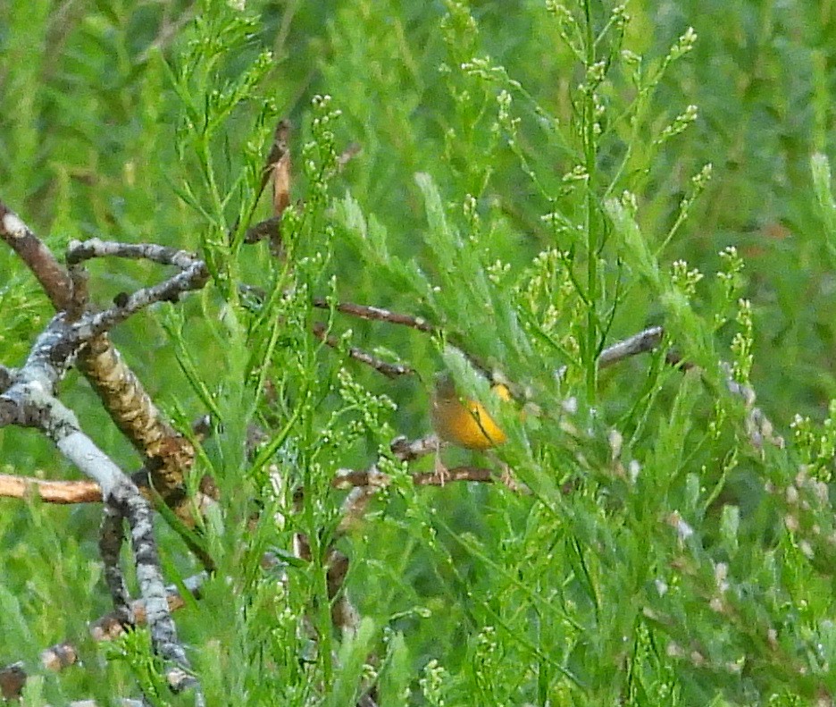 Common Yellowthroat - ML641130697