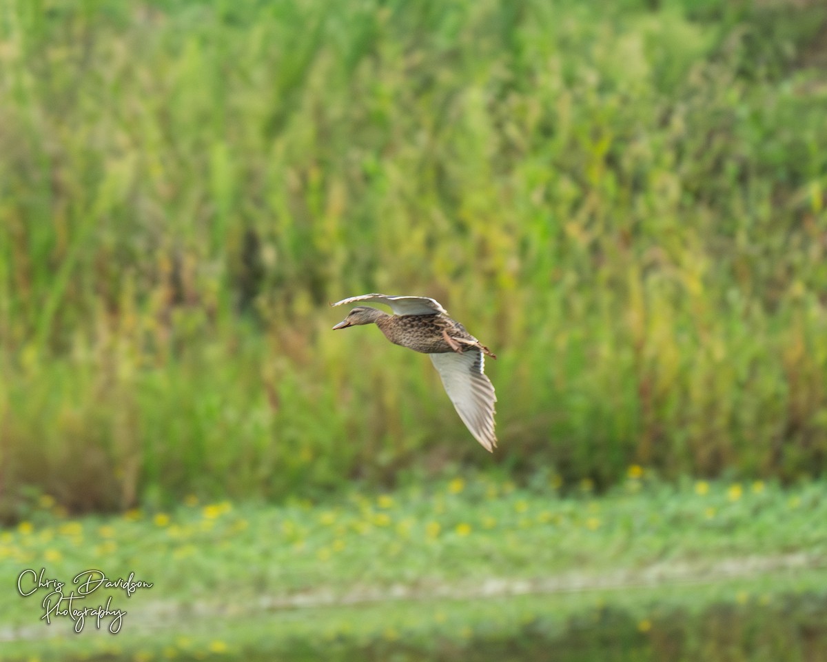 Mallard - ML641130713