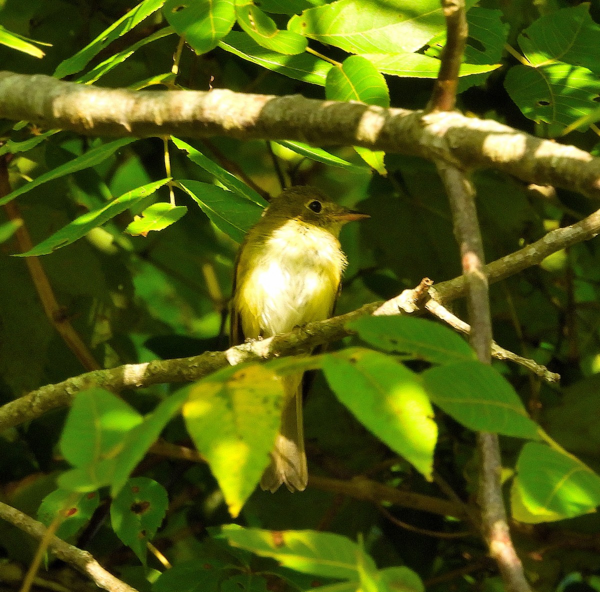 Acadian Flycatcher - ML641130722