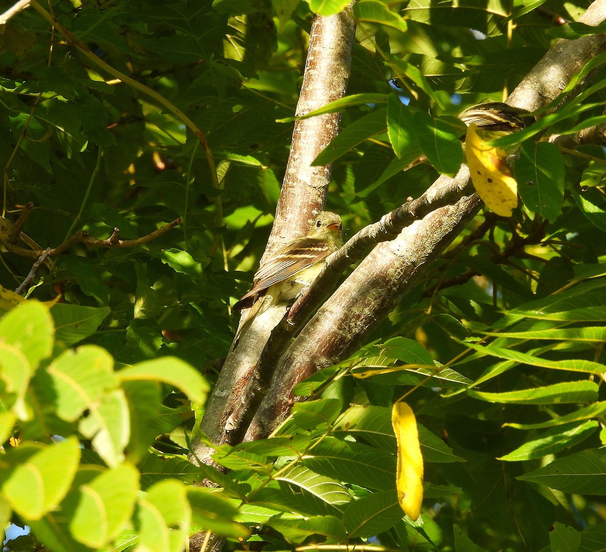 Acadian Flycatcher - ML641130737