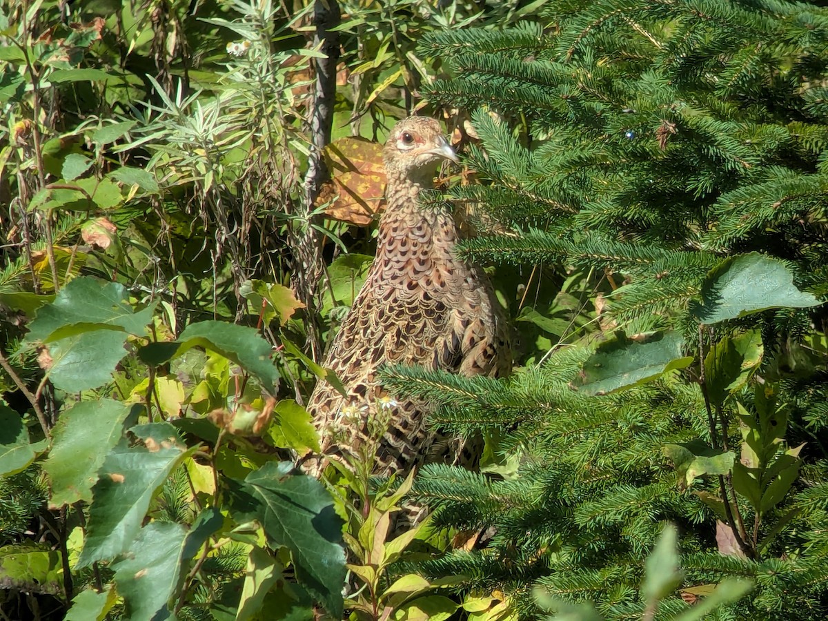 Jagdfasan - ML641130740