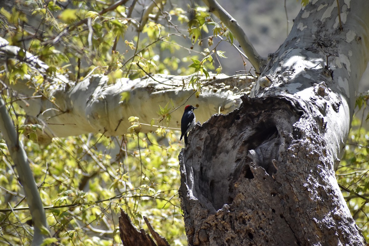 Acorn Woodpecker - ML641130743