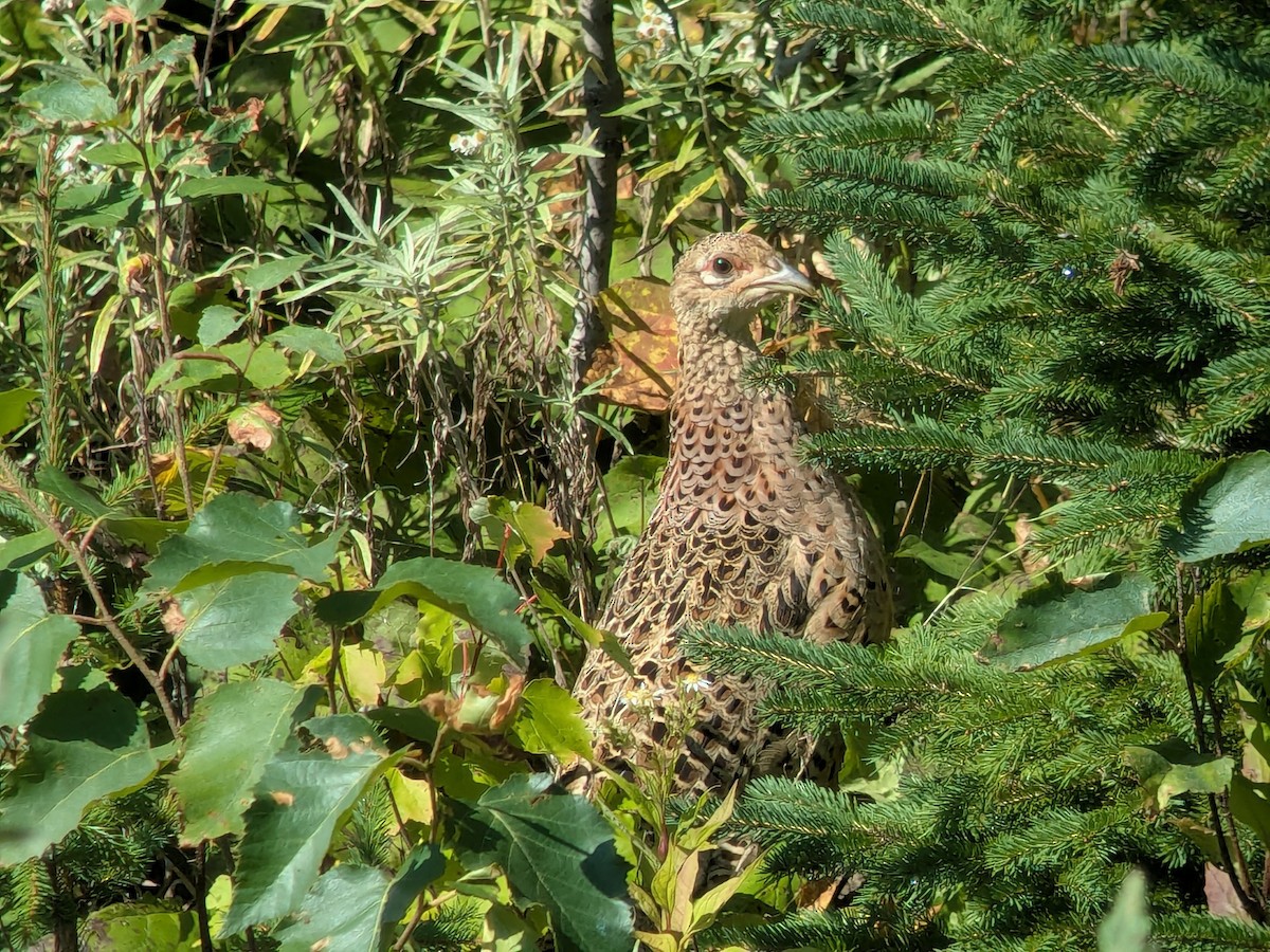 Jagdfasan - ML641130744