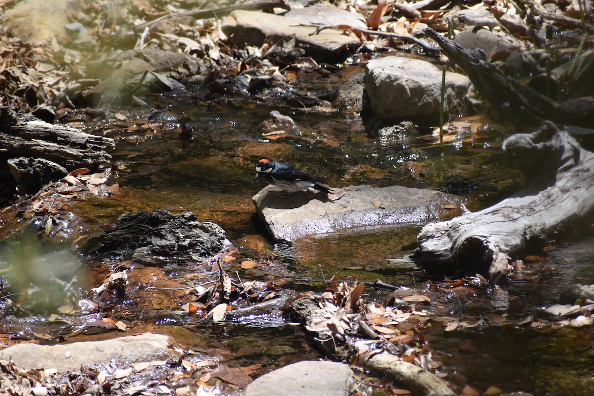Acorn Woodpecker - ML641130745